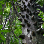 JONATHAN MEYER, fn 6720 - kakum, 2008