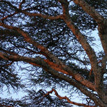 JONATHAN MEYER, fn 9779 - ndutu, 2010