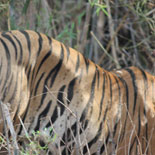 JONATHAN MEYER, fn 1466 - kanha, 2012