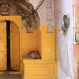 JONATHAN MEYER, fn 2630 - jaipur, 2012