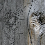 JONATHAN MEYER, fn 7814 - vercors, 2009